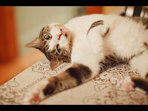 Funny Spazzy Cats Compilation 2015 [NEW HD]