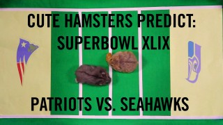 Superbowl XLIX Prediction :Cute Hamsters