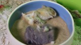Cute Hamsters GO CRAZY in sand bath