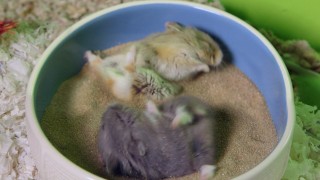 Cute Hamsters GO CRAZY in sand bath