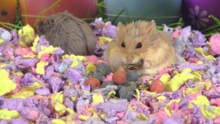 A Cute Hamsters Easter