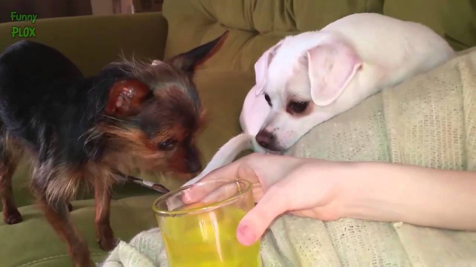 Cute Puppies React to Mountain Dew
