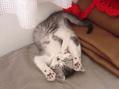 Funny Cats Sleeping in Weird Positions Compilation 2015 [NEW HD]