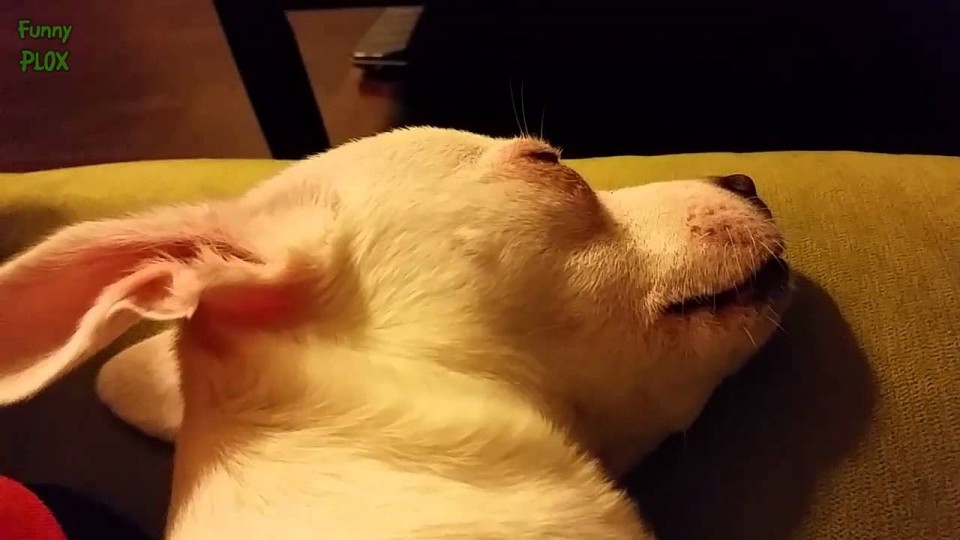 Puppy’s Lips Twitching in Sleep